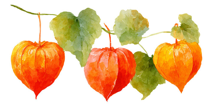 Watercolor illustration of three vibrant orange and yellow physalis fruits with green leaves on a white background, showcasing detailed textures and colors