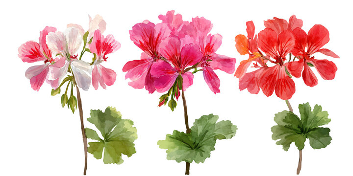 Watercolor illustration of three geranium flowers in pink, red, and white with green leaves, showcasing detailed petals and naturalistic design for floral clipart use