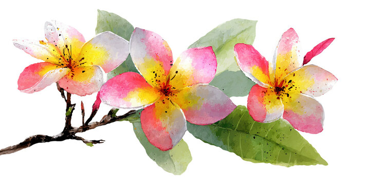 Watercolor illustration of three pink and yellow plumeria flowers with green leaves on a branch, showcasing delicate petals and natural details in a cutout PNG format
