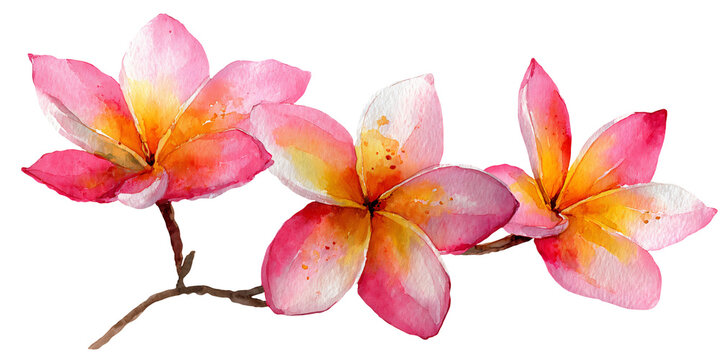 Watercolor illustration of three pink and yellow plumeria flowers with delicate petals and branches, suitable for floral design projects and decorative purposes