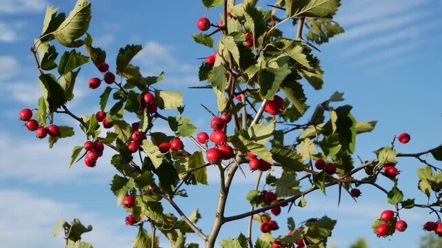 Hawthorn branch with its ripe fruits.
Hawthorn fruits ripen at the end of summer. Used as a medicinal plant to lower blood pressure. 
