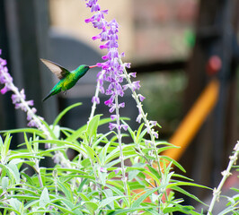 Colibri  © rocio