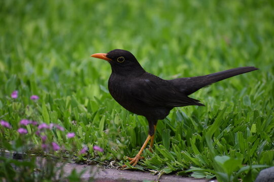 Black Thrush Close Up on Grass Background &ndash; Zorzal Negro en Primer Plano con Fondo de Pasto