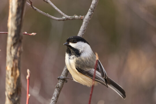 A Black-capped Chickadee at a Park