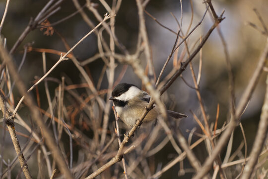 A Black-capped Chickadee at a Park