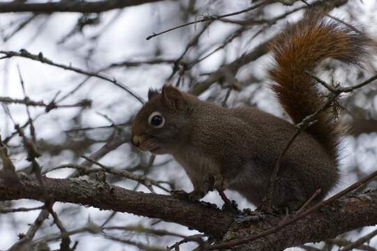 A Red Squirrel in a Tree