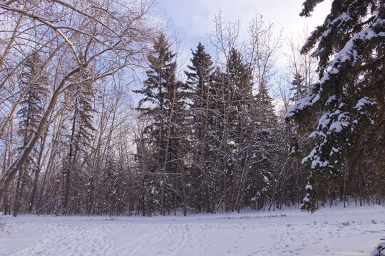 Edmonton River Valley in the Winter