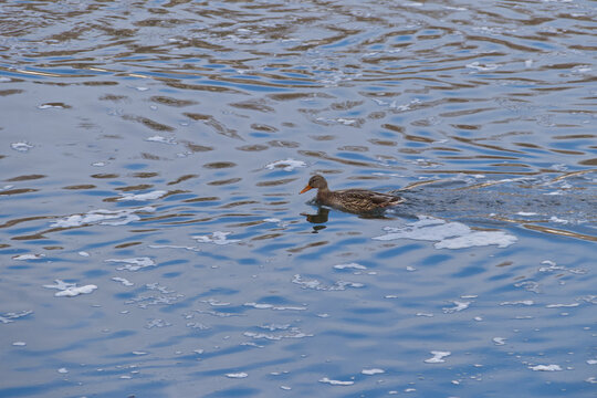 A Mallard Duck in the Water