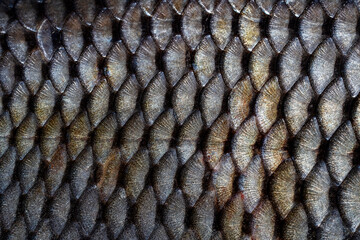 Detailed macro texture of fresh fish scales background. Closeup pattern of raw river fish scales with metallic silver and gold shimmer organic natural texture background for design © OlegD