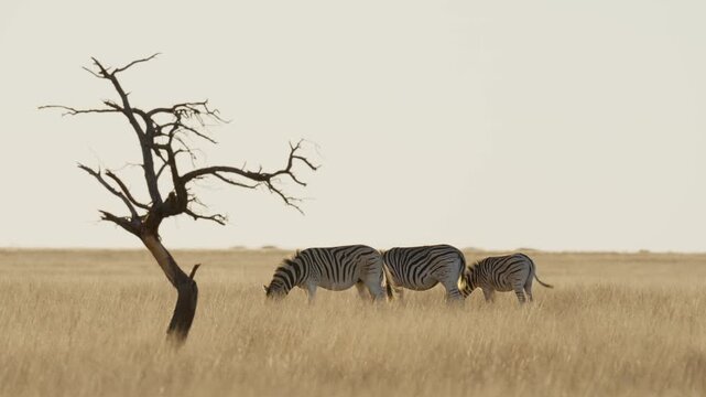 Plains zebra (Equus quagga, formerly Equus burchellii) in a Kalahari-Nama Karoo biome transition zone near Kimberley, Northern Cape, South Africa, showcasing African wildlife and natural habitat.