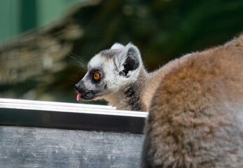 Ring-tailed lemur (Lemur catta) © Hana
