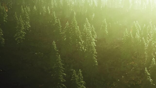 A view of a forest filled with green trees under sunlight during the day. The trees are tall and dense, with a slight mist covering the area near the mountains.