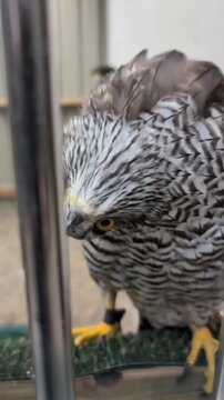 Majestic hawk watching movements with intense golden eyes in this detailed wild bird video motion clip
