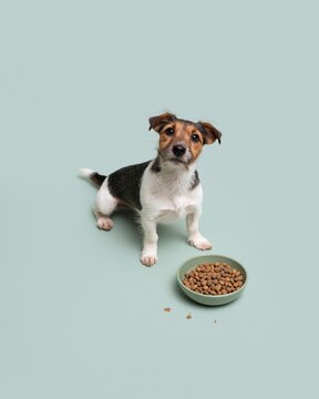 Small terrier dog looking up beside a bowl of dry kibble on a muted green floor, featuring soft lighting and copy space for pet nutrition and veterinary care