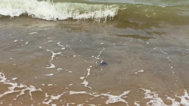 A tiny newborn sea turtle hatchling hurries across wet sand toward the ocean waves. This beautiful scene captures the natural survival instinct of endangered marine wildlife entering its new home.