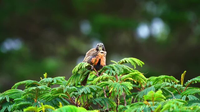 Long tailed meadowlark preening feathers on tree branch