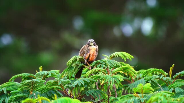 Long tailed meadowlark perched on green foliage looking around