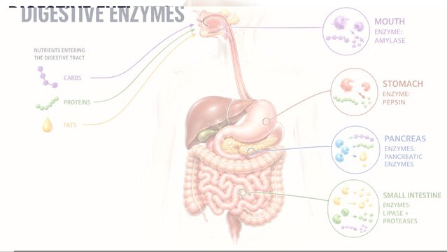 Digestive Enzymes Human Digestive System Stomach Intestine Biology Infographic