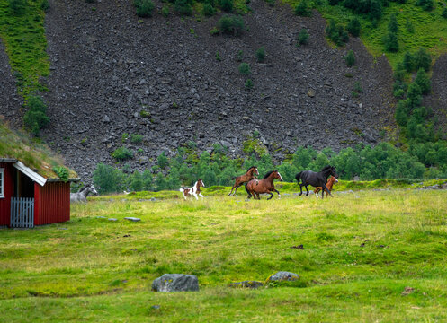 Horses grazing in a summer mountain farm of Herdalssetra. A summer scenery of World Heritage Area in Western Norway.