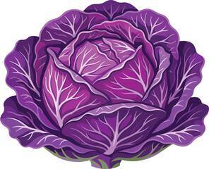 Obraz premium Vibrant purple cabbage head with layered leaves and intricate veins detailed illustration