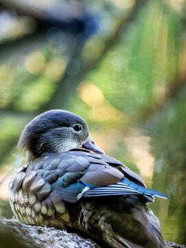 Mandarin duck on a tree trunk by the shore
