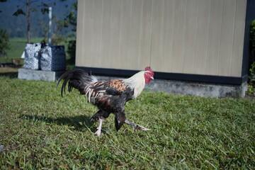 rooster and cock © Masdan