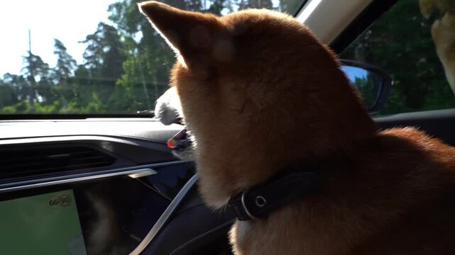 Sunlight glows on a joyful Shiba Inu. The dog leans out, eyes wide and ears perked. Trees rush by as car moves forward. Paws grip the window sill firmly. Wind stirs fur in playful motion