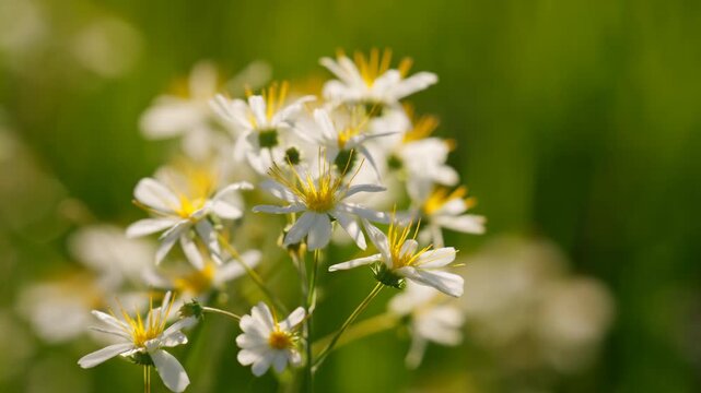 White daisy-like wildflowers sway gently on slender stems in warm sunlight, with yellow centers and soft green meadow bokeh creating a calm close-up nature background