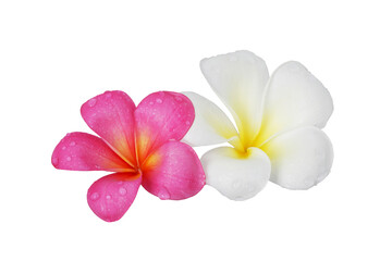 Obraz premium pink and white Plumeria flower isolated on white background. This has clipping path.