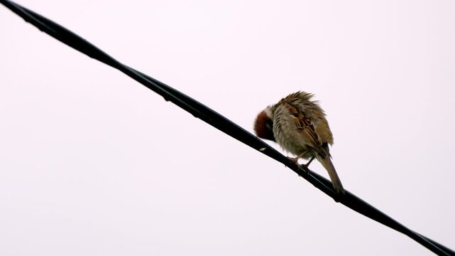 Small bird perches on a wire, head turned. Soft light frames its quiet, watchful stance. Wire curves diagonally across the frame. Bird's feathers show subtle brown and grey tones