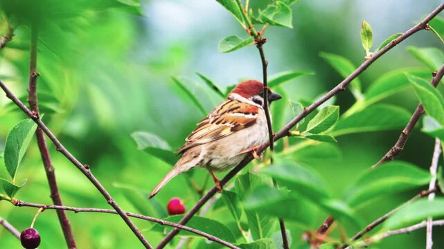 Small bird perches on thin branch. Green leaves blur softly in background. Red berries dot the tree. Bird's plumage shows warm brown tones. It appears calm, observing surroundings