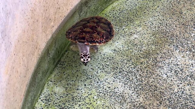 Yong sea turtle swimming in a clear rescue pool at a marine conservation nursery. This wildlife rehabilitation image features the endangered animal preparing for ocean release.