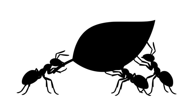 Cooperative Black Ants Transporting Large Green Leaf Symbolizing Unity Teamwork Collaboration and Nature Vector Illustration