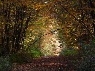 Atmospheric woodland trail beneath colorful autumn canopy with sunlight ahead © Tim