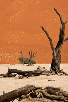 Dead camel thorn trees in Deadvlei, Namib Desert, Namibia, standing on a white clay pan against a massive orange sand dune in the iconic African desert landscape.