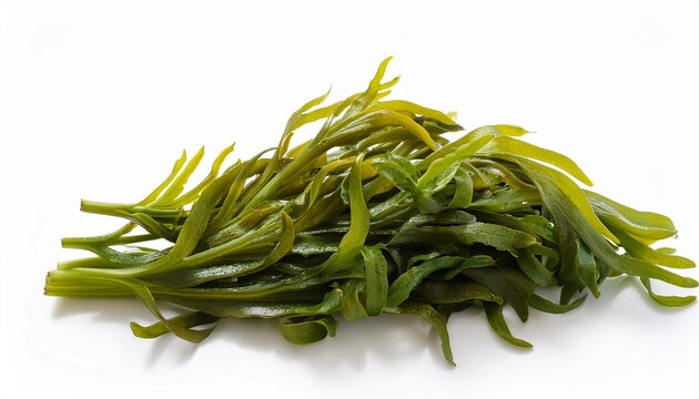 bladderwrack herb used in herbal medicine to treat obesity joint pain heartburn constipation arteriosclerosis digestive disorders on white background fucus vesiculosus