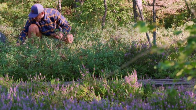 Static shot of man crouching and harvesting blueberries in Nordic forest