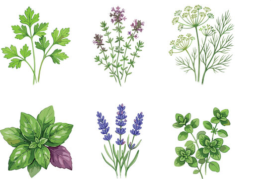 Watercolor culinary herbs and aromatic plants vector set featuring parsley thyme dill basil lavender and oregano isolated icons on a white background