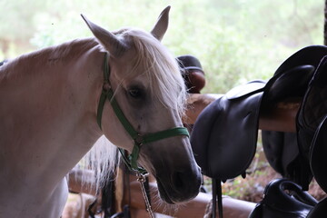 Closeup portrait of white horse standing inside stable wearing green halter, mane draping over forehead and eye, soft backlight from outside, riding saddles, bridles, and tack softly blurred behind © Broker_Aleksandr