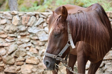 Brown horse wearing worn fabric halter and leather strap eats hay, nostrils and glossy coat details clear, long mane falling beside eye, softly lit against blurred stone wall © Broker_Aleksandr