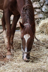 Chestnut horse bent forward to graze on straw and hay inside rustic stable, showing braided mane texture, fabric halter, white facial blaze, muzzle close to feed, and stone wall background for rural © Broker_Aleksandr