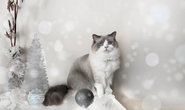 Bicolor Ragdoll cat sitting down with silver Christmas decoration, ornaments and copy space for Christmas card. Blurry background with lights and bokeh effect. Elegant and stylish festivity card.