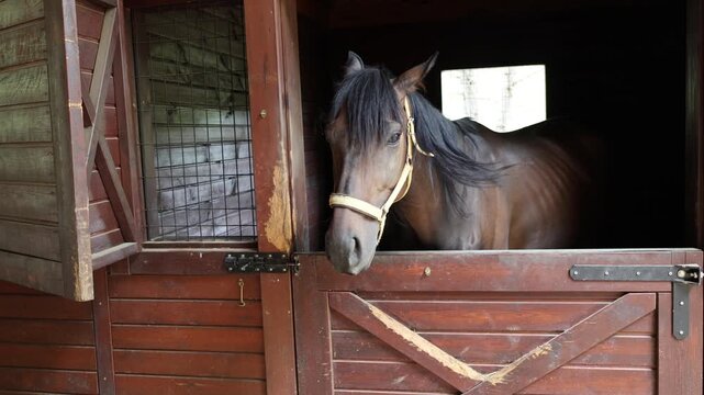 Horse peers over half-door, then lowers head into view as body shifts inward in dim barn stall, warm backlight from square window highlights head and neck, with horse, stall, stable, barn detail