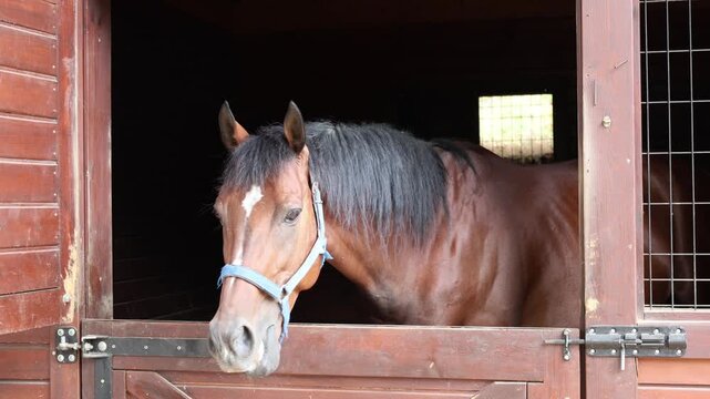 Brown horse leans forward over wooden stable door, head and ears clearly visible against dark stall interior. Hay strands hang from mouth, lit by soft natural daylight
