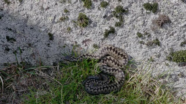 Adder sunning itself at the summit of Loch Nagar.