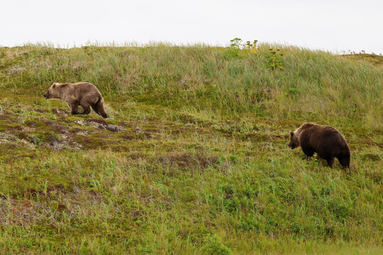 A large grizzly bear chases a smaller brown bear up a hill in the Alaskan tundra.