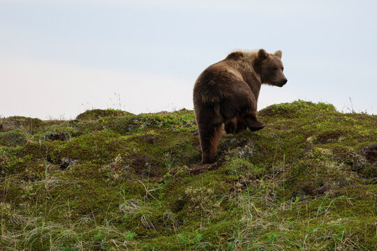 Brown bear turns on mossy hillside under cloudy sky, highlighting Alaska&rsquo;s untamed wilderness and quiet strength of wildlife.