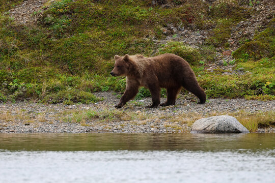 Brown bear walks along rocky riverbank in Alaska&rsquo;s wilderness, framed by green vegetation and calm water under cloudy sky.