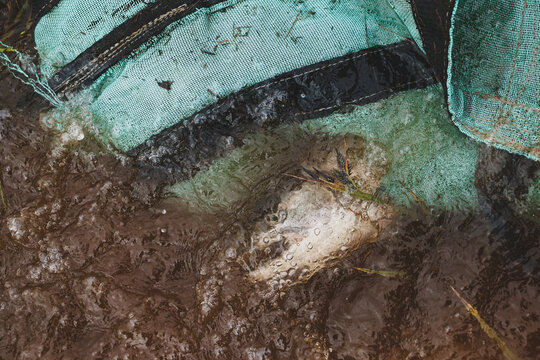 A wild coho salmon in a fishing back underwater with bubbles rising on a fishing trip.