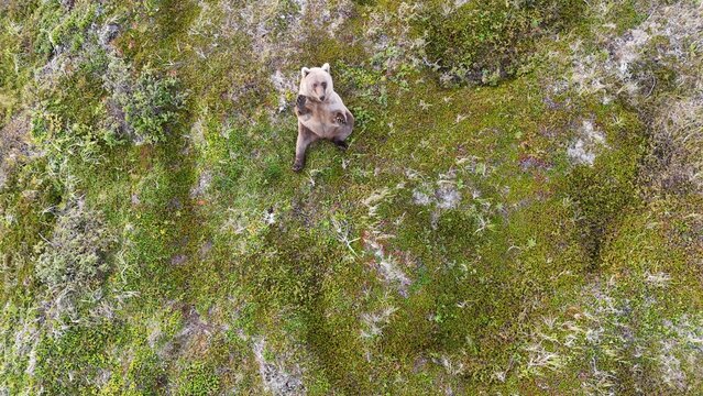 Wild Alaskan grizzly bear sitting up and waving on the Alaskan tundra.